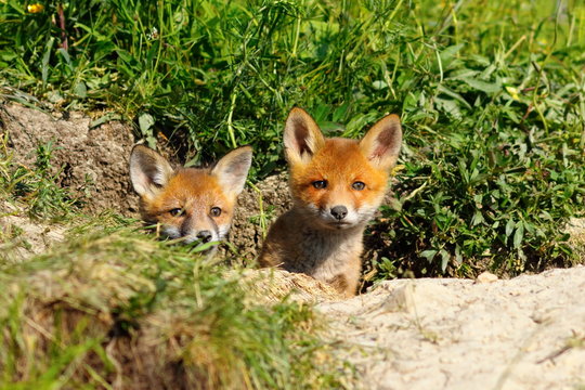 two cute foxes