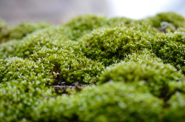 Obraz premium Closeup of luminous moss with snowflakes