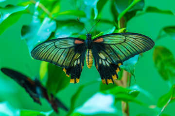 Asian swallowtail (Papilio lowi) butterfly