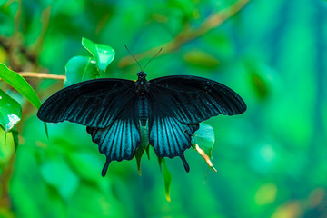 Pink rose butterfly (Pachliopta kotzebuea)