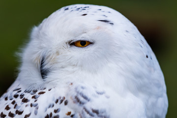 Auge des J&auml;gers - Schnee-Eule