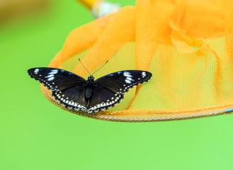 Fototapeta na wymiar Blue Moon Butterfly (Hypolimnas bolina)