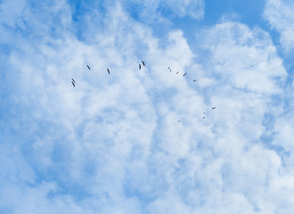 Flocks of herons flying in the blue sky and clouds