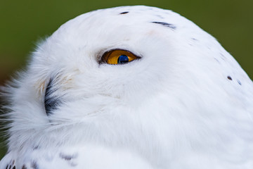Obraz premium Auge des Jägers - Schnee-Eule