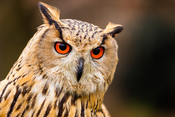 Obraz premium Puchacz