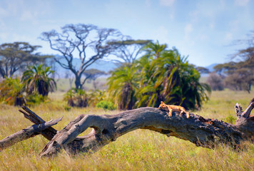 Lion in the Serengeti National Park - obrazy, fototapety, plakaty