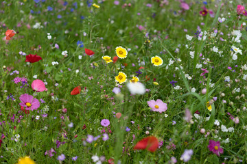 Blumenwiese