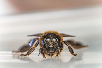 Stingless Male drone Giant Honey Bee, (Apis dorsata), with 3 ocellis on its head, isolated with white background, showing its front view parallel to the camera with a little reflection
