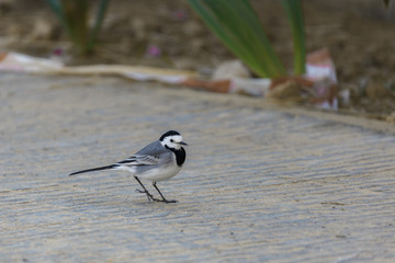 Small gray wagtail standing