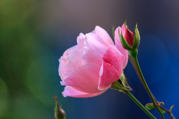 Ripe pink rose
