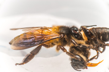 Strong Stingless Male drone Giant Honey Bee, (Apis dorsata), with 3 ocellis on its head, on a translucent and  white surface, practising cannibalism by eating a dead Giant Honey Bee