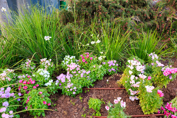 Multi-colored flowers in his flower bed