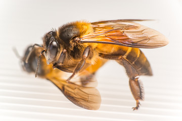 Strong Stingless Male drone Giant Honey Bee, (Apis dorsata), with 3 ocellis on its head, on a translucent and  white surface, practising cannibalism by eating a dead Giant Honey Bee