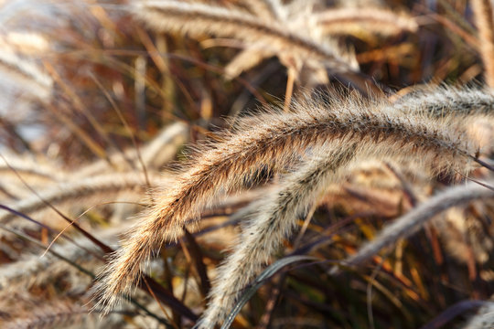 Eared fluffy grass with dew