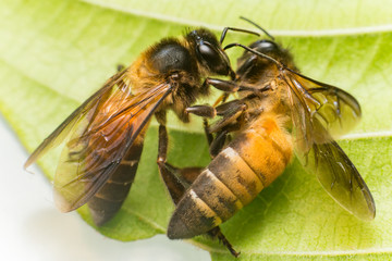 Stingless Male drone Giant Honey Bee, (Apis dorsata), with 3 ocellis on its head, on a green leaf and white surface, practising cannibalism by eating a dead Giant Honey Bee