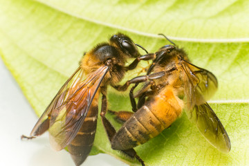 Stingless Male drone Giant Honey Bee, (Apis dorsata), with 3 ocellis on its head, on a green leaf and white surface, practising cannibalism by eating a dead Giant Honey Bee