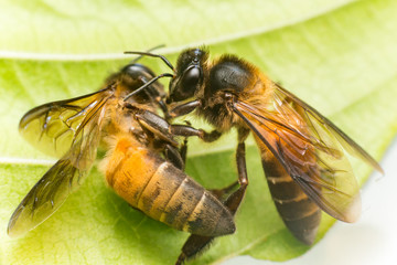 Stingless Male drone Giant Honey Bee, (Apis dorsata), with 3 ocellis on its head, on a green leaf and white surface, practising cannibalism by eating a dead Giant Honey Bee