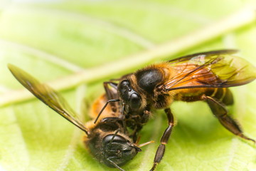 Stingless Male drone Giant Honey Bee, (Apis dorsata), with 3 ocellis on its head, on a green leaf and white surface, practising cannibalism by eating a dead Giant Honey Bee