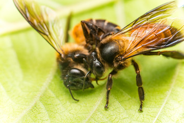 Stingless Male drone Giant Honey Bee, (Apis dorsata), with 3 ocellis on its head, on a green leaf and white surface, practising cannibalism by eating a dead Giant Honey Bee