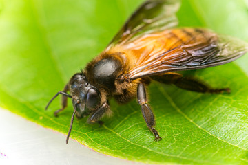 Stingless Male drone Giant Honey Bee, (Apis dorsata), with 3 ocellis on its head, on a green leaf...