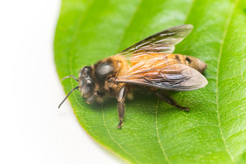 Stingless Male drone Giant Honey Bee, (Apis dorsata), with 3 ocellis on its head, on a green leaf and white surface, showing its left and back side