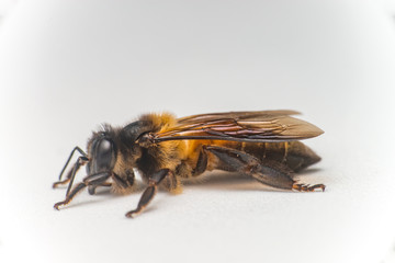 Stingless Male drone Giant Honey Bee, (Apis dorsata), with 3 ocellis on its head, isolated with white background, showing its left side