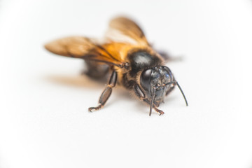 Stingless Male drone Giant Honey Bee, (Apis dorsata), with 3 ocellis on its head, isolated with white background, showing its front and right side