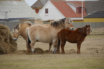 Fjordpferd / Norweger in  Westjütland, Dänemark