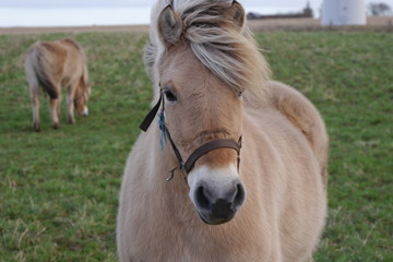 Fototapeta premium Fjordpferd / Norweger in Westjütland, Dänemark
