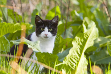 cat on field