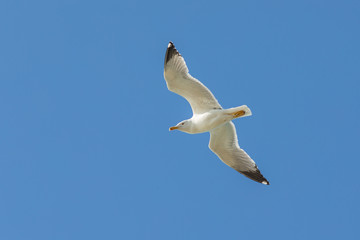 white seagull in flight