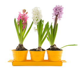Vibrant colored hyacinth spring flowers isolated on white background. 
