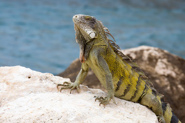 Leguan auf Fels mit Ausblick aufs Meer