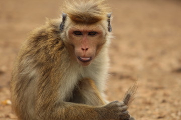 Makake streckt Zunge raus