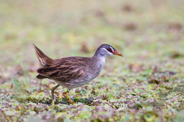 White-browed Crake(Porzana cinerea), Beautiful bird on the prowl for food, Thailand.