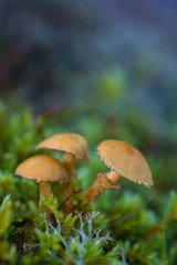 Three small mushrooms between the grass