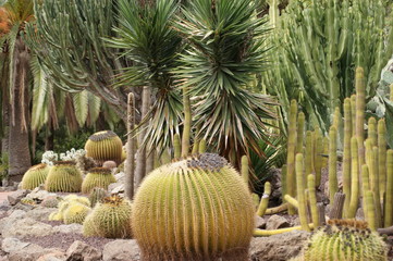Kakteengarten auf den Kanaren