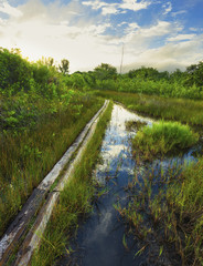 Im Sommer durch den Sumpf