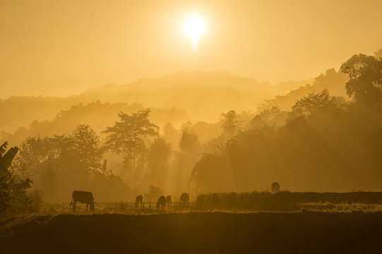 cows on misty pasture at sunrise in summer