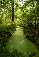 Obraz premium green river