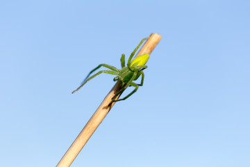 The green huntsman spider (Micrommata virescens) female