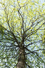 The foliage of a birch. bottom view