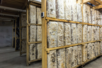 Organic mushroom farm. Mushrooms growing on the farm