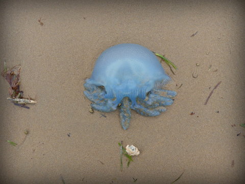 A bluebottle jellyfish washed ashore at Hervey Bay, Australia