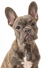 Brown french bulldog portrait