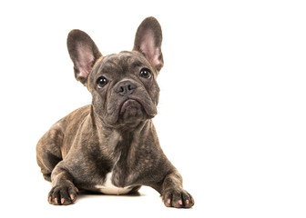 Cute french bulldog lying on the floor