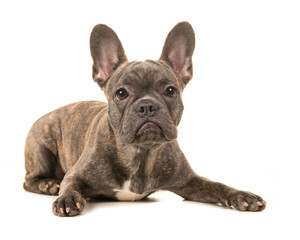 French bulldog  lying on the floor with paws spread wide