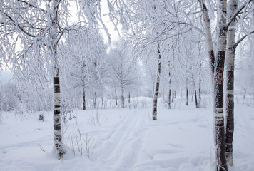 Winter landscape with snow covered trees  .