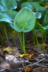 Closeup field full of clovers