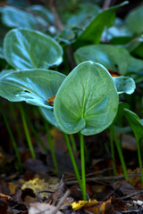 Closeup field full of clovers